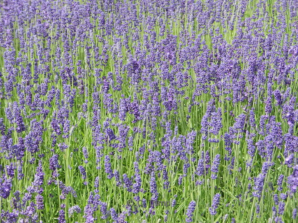 Lavandula angustifolia ‚Munstead‘