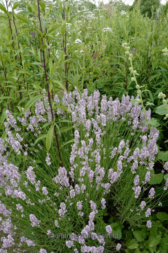 Lavandula angustifolia ‚Rosea‘