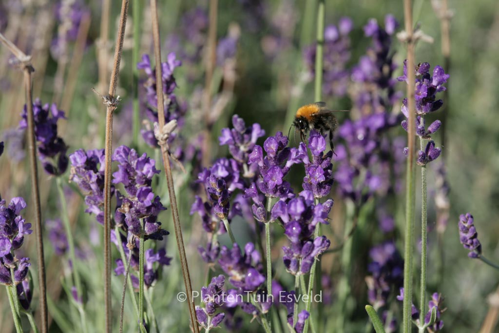 Lavandula angustifolia