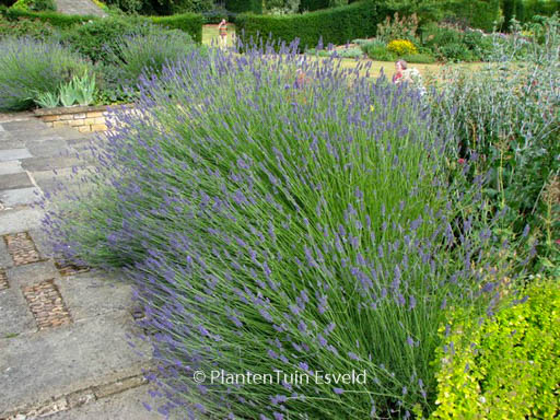 Lavandula intermedia ‚Dutch‘