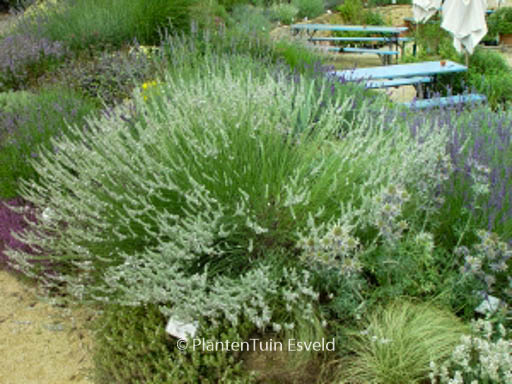 Lavandula intermedia ‚Edelweiss‘