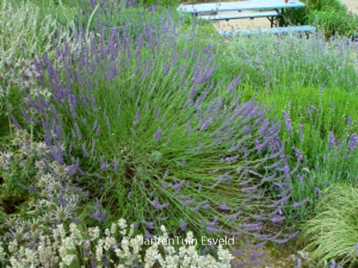 Lavandula intermedia ‚Grosso‘