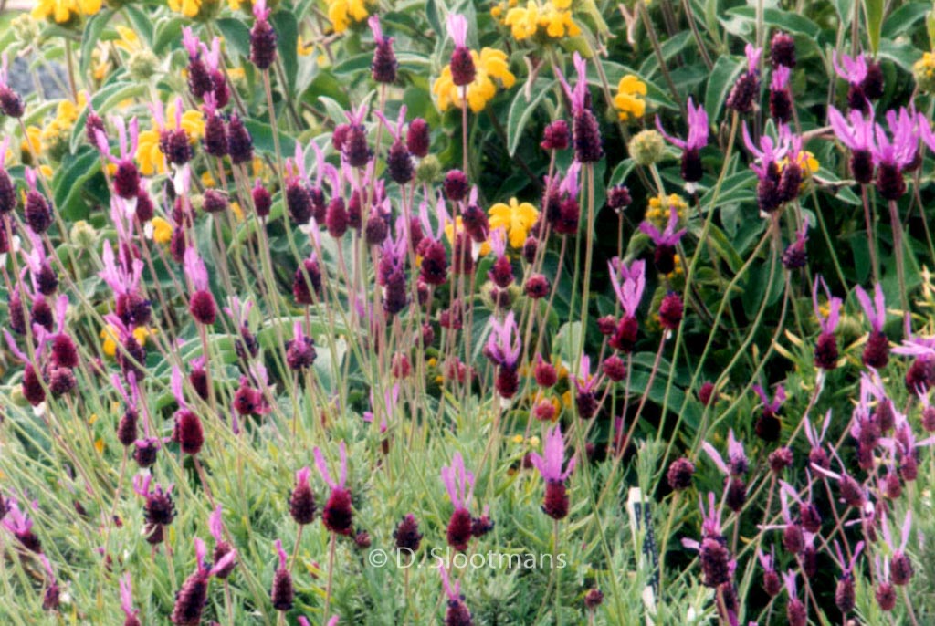 Lavandula stoechas pedunculata