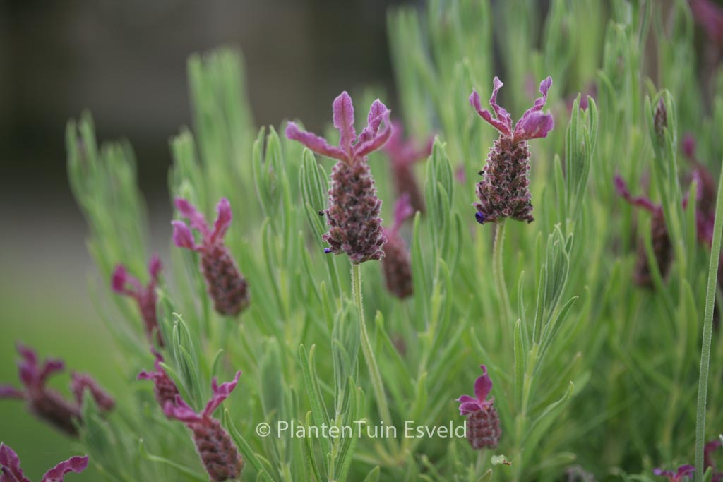 Lavandula stoechas