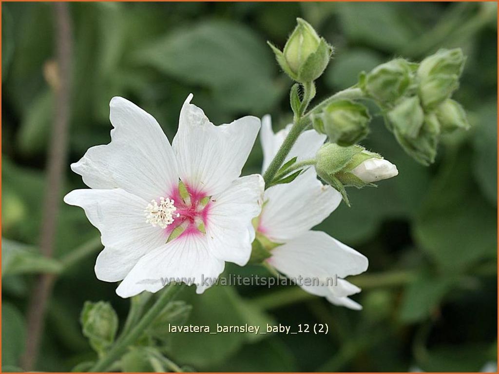 Lavatera ‚Barnsley Baby‘