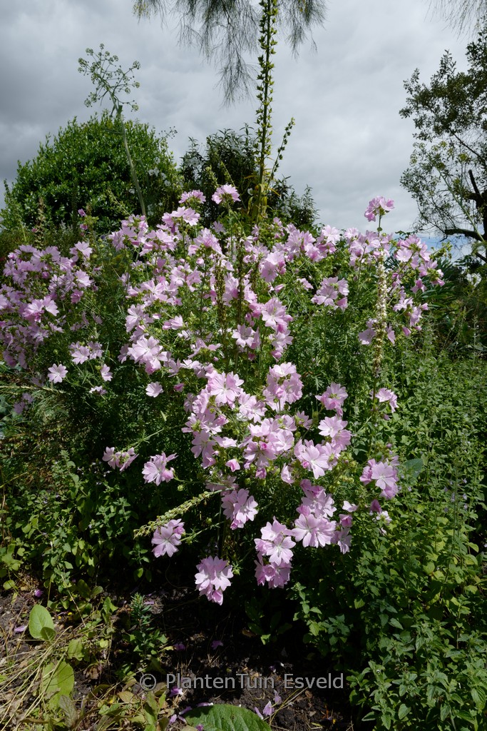 Lavatera ‚Barnsley‘
