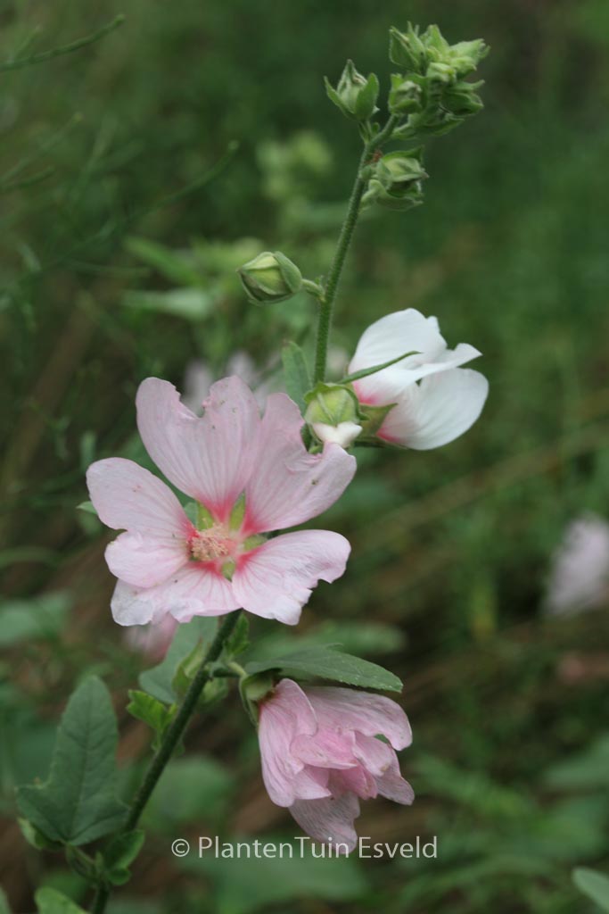 Lavatera ‚Blushing Bride‘