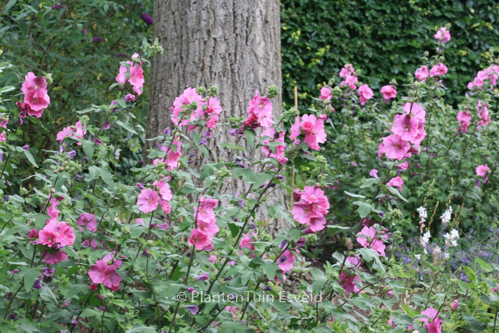 Lavatera ‚Bredon Springs‘