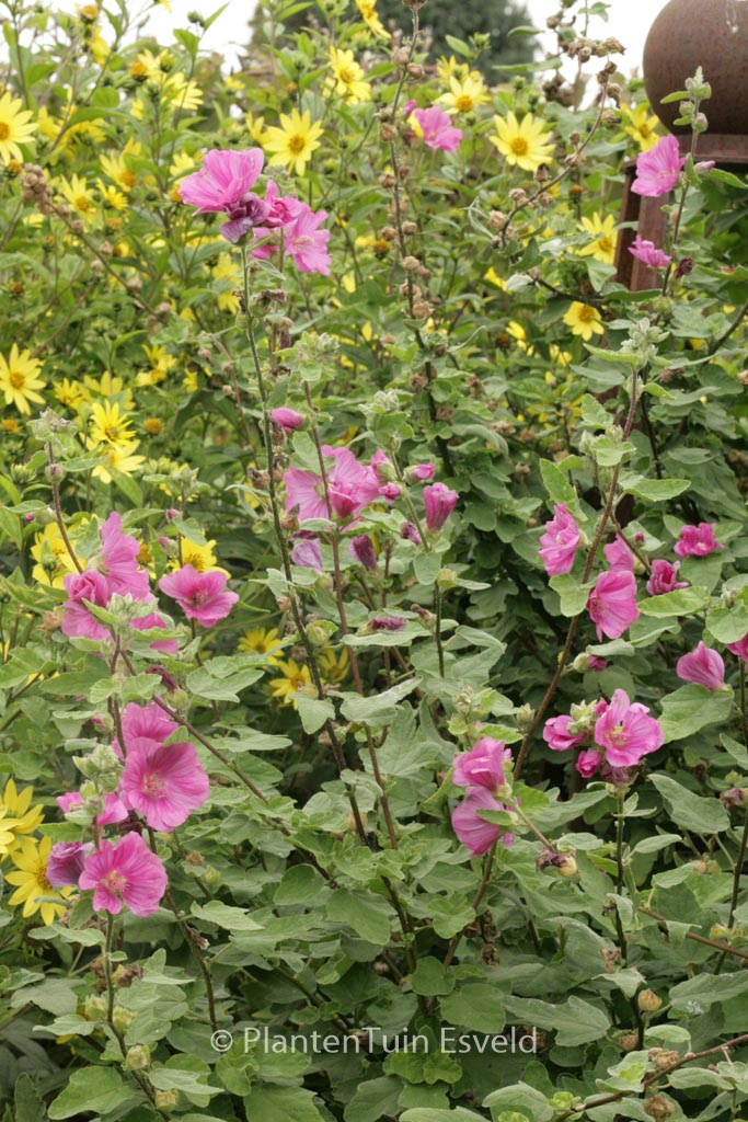 Lavatera ‚Burgundy Wine‘