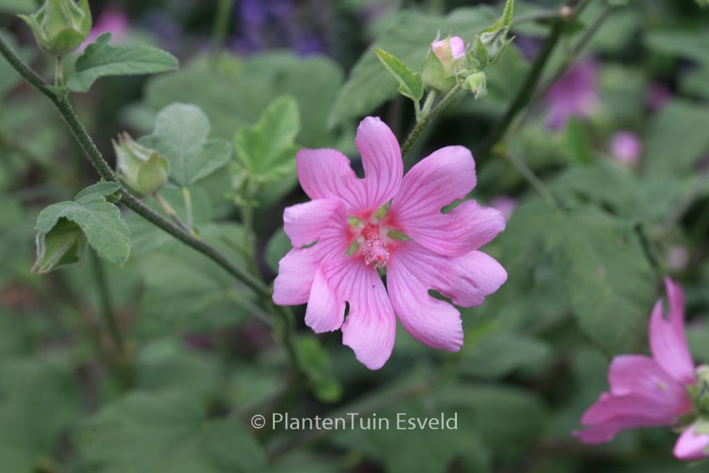Lavatera ‚Candy Floss‘
