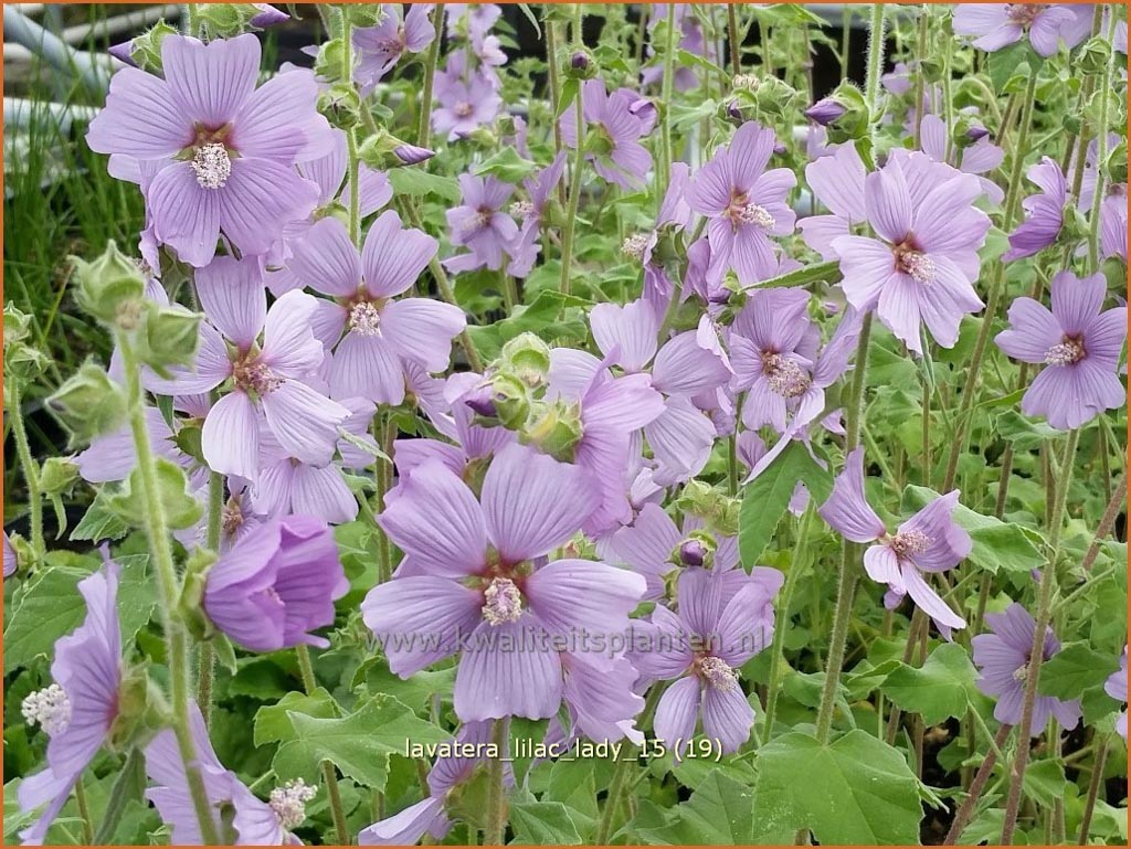 Lavatera ‚Lilac Lady‘
