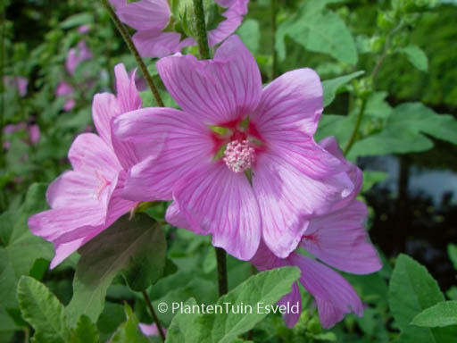 Lavatera ‚Rosea‘