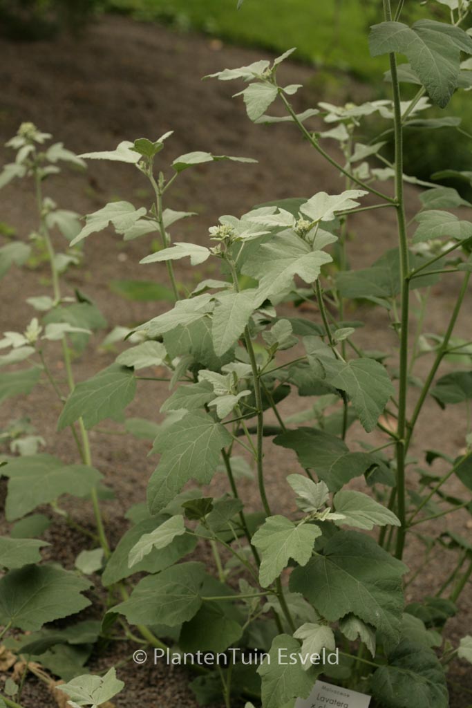 Lavatera ‚Silver Barnsley‘