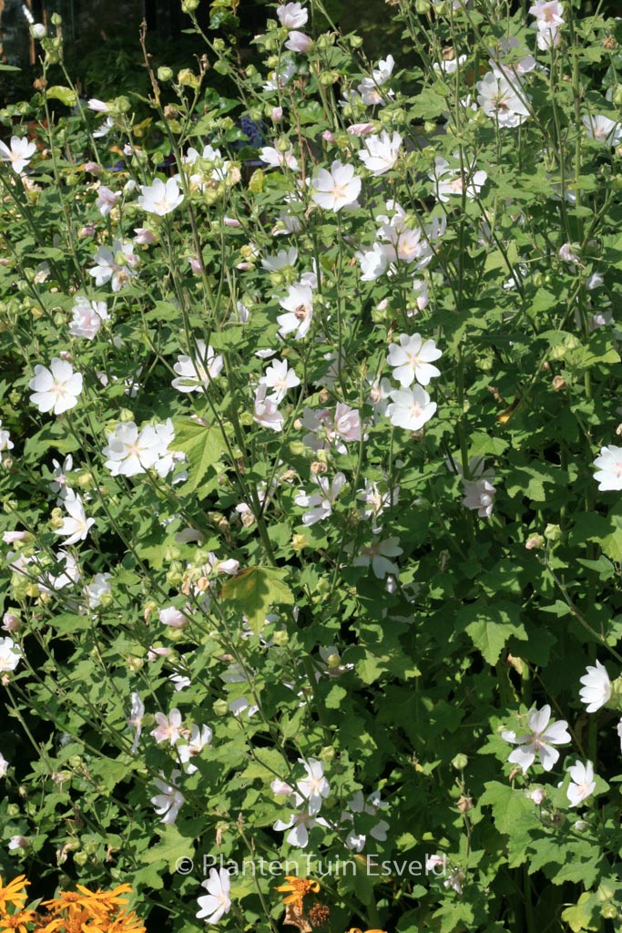 Lavatera ‚White Angel‘