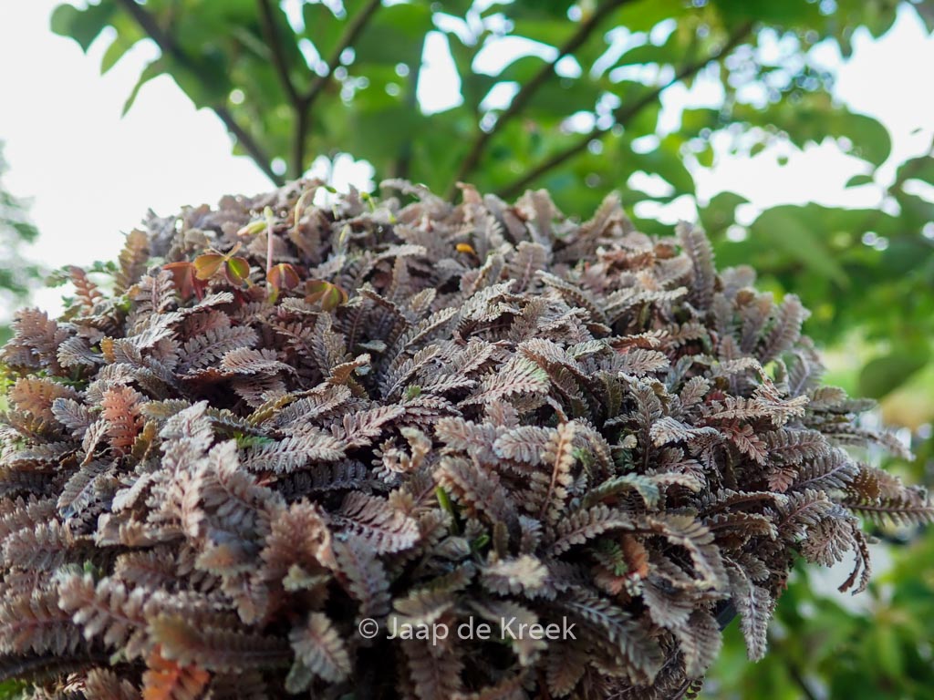 Leptinella squalida ‚Platt’s Black‘