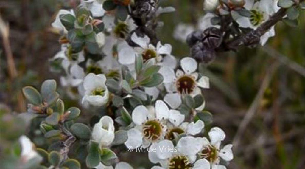 Leptospermum myrtifolium ‚Silver Sheen‘