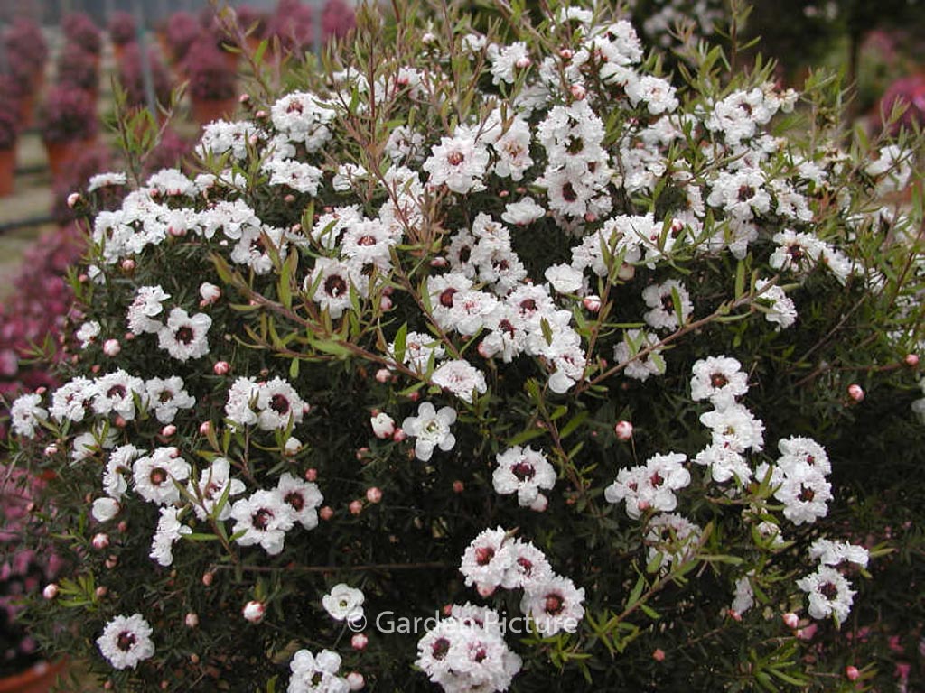 Leptospermum scoparium ‚Snow Flurry‘