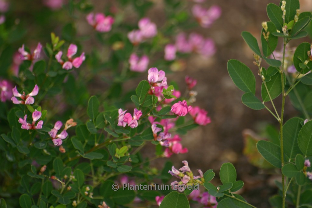 Lespedeza bicolor ‚Summer Beauty‘
