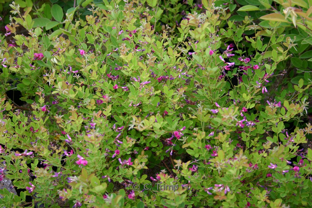 Lespedeza bicolor ‚Yakushima‘