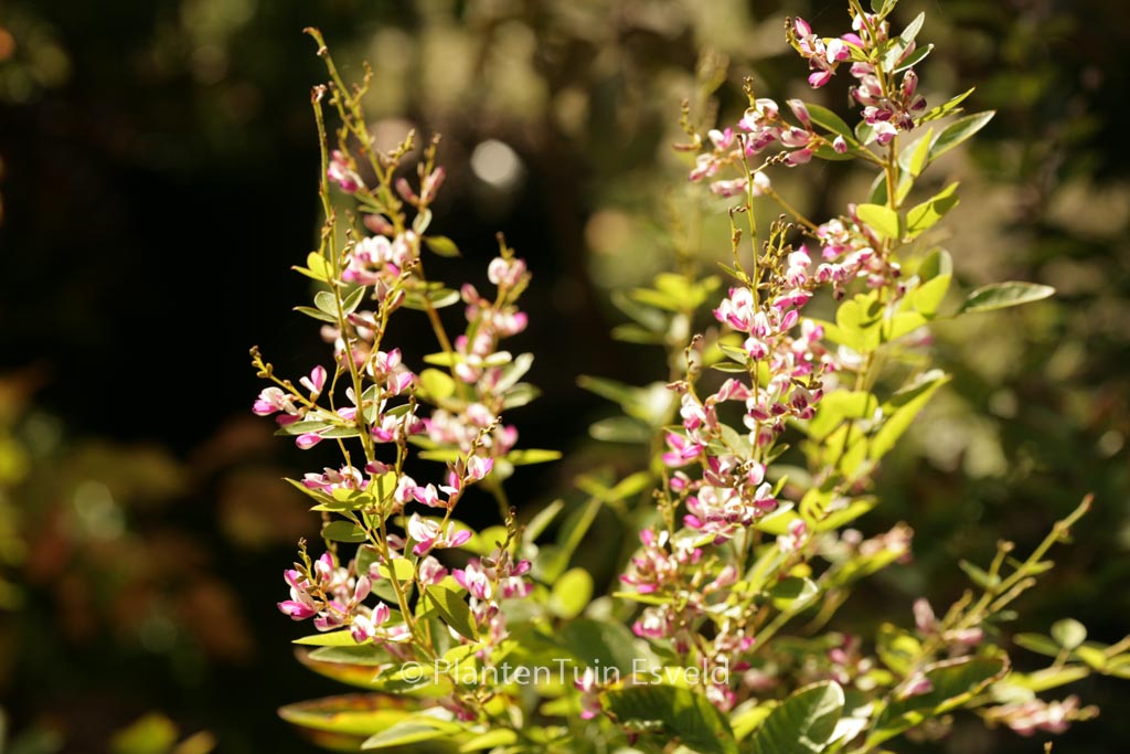Lespedeza thunbergii ‚Edo shibori‘