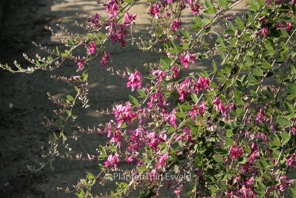 Lespedeza thunbergii