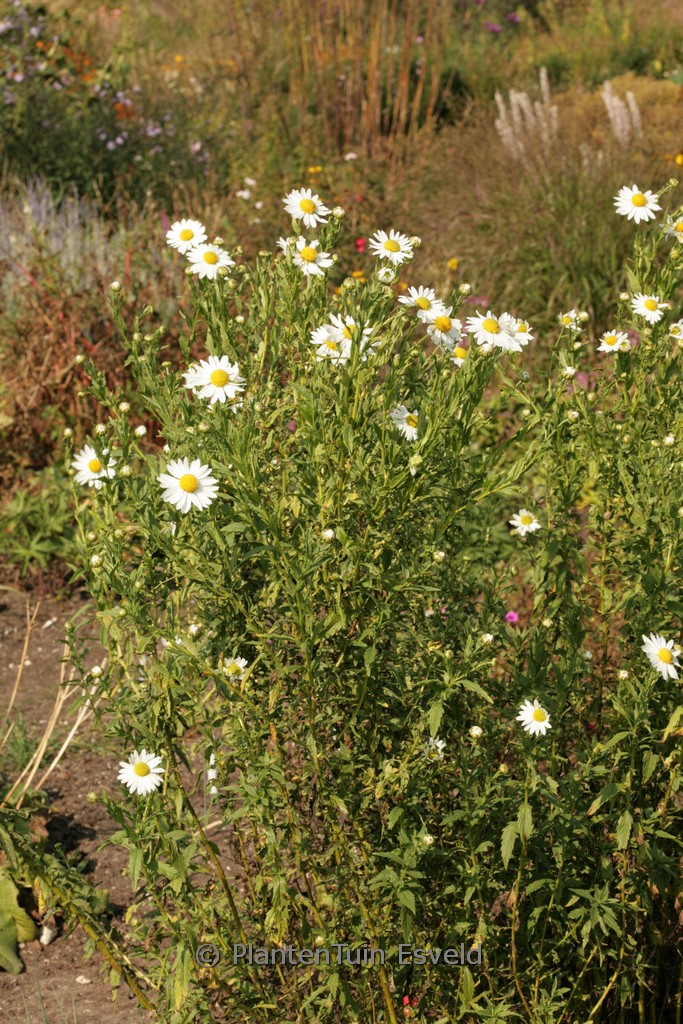 Leucanthemella serotina ‚Herbststern‘