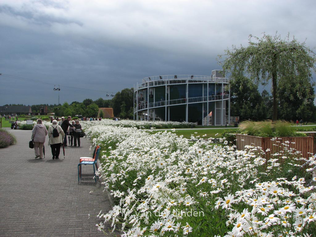 Leucanthemum ‚Alaska‘