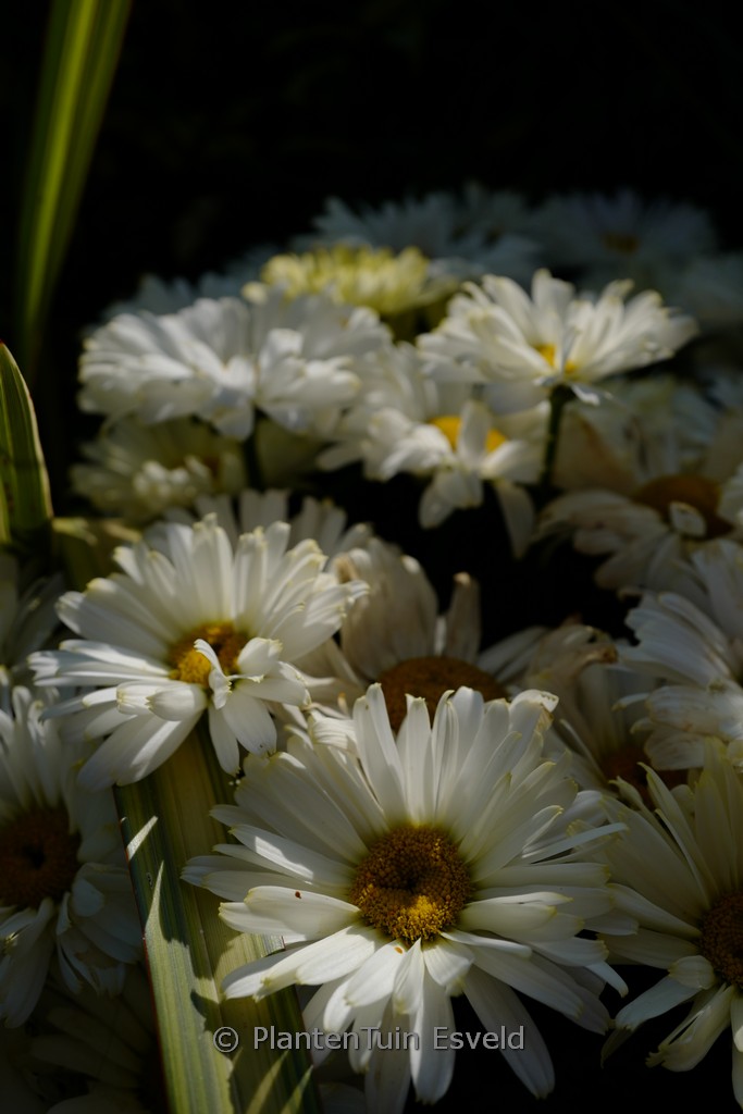 Leucanthemum ‚Banana Cream‘