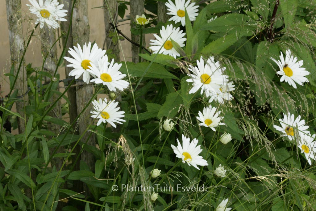 Leucanthemum ‚Becky‘