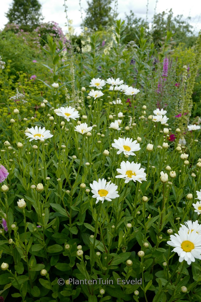 Leucanthemum ‚Brightside‘
