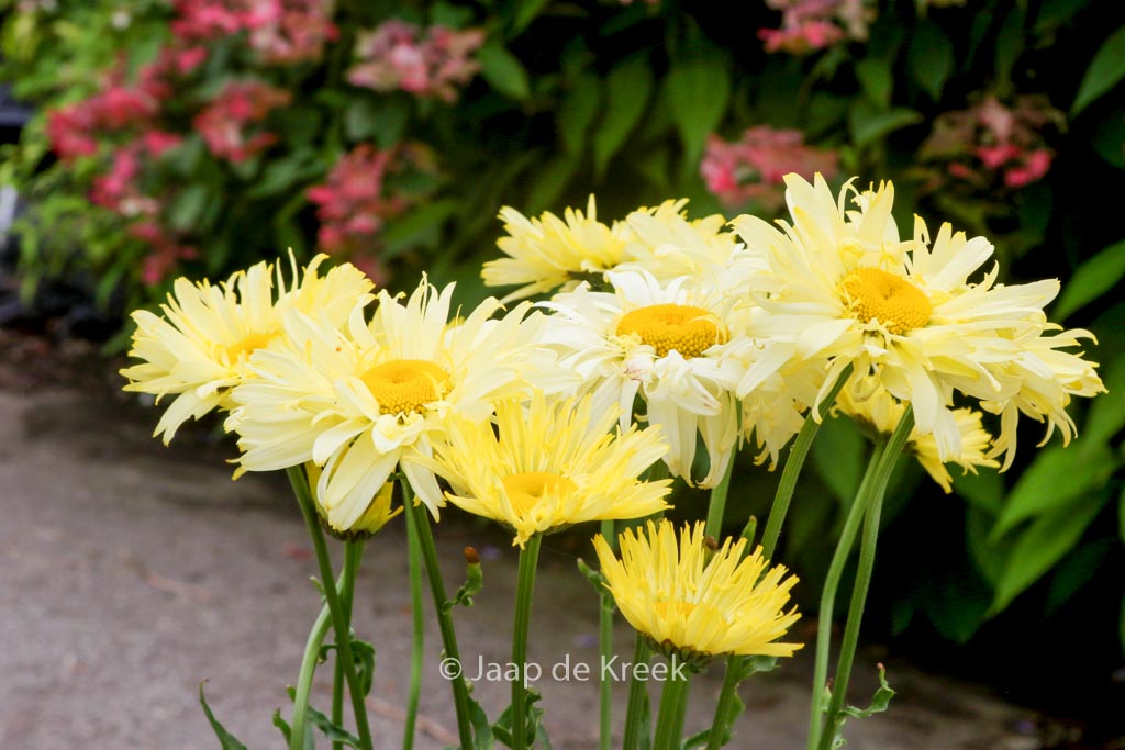 Leucanthemum ‚Goldfinch‘