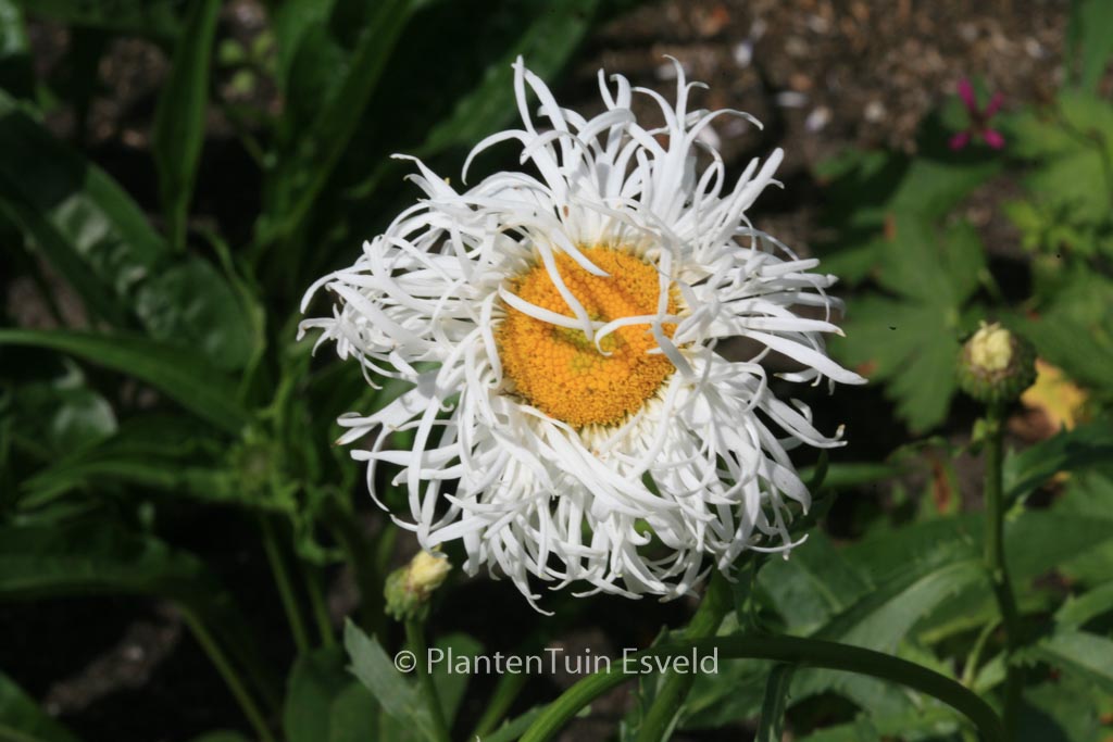 Leucanthemum ‚Old Court Variety‘