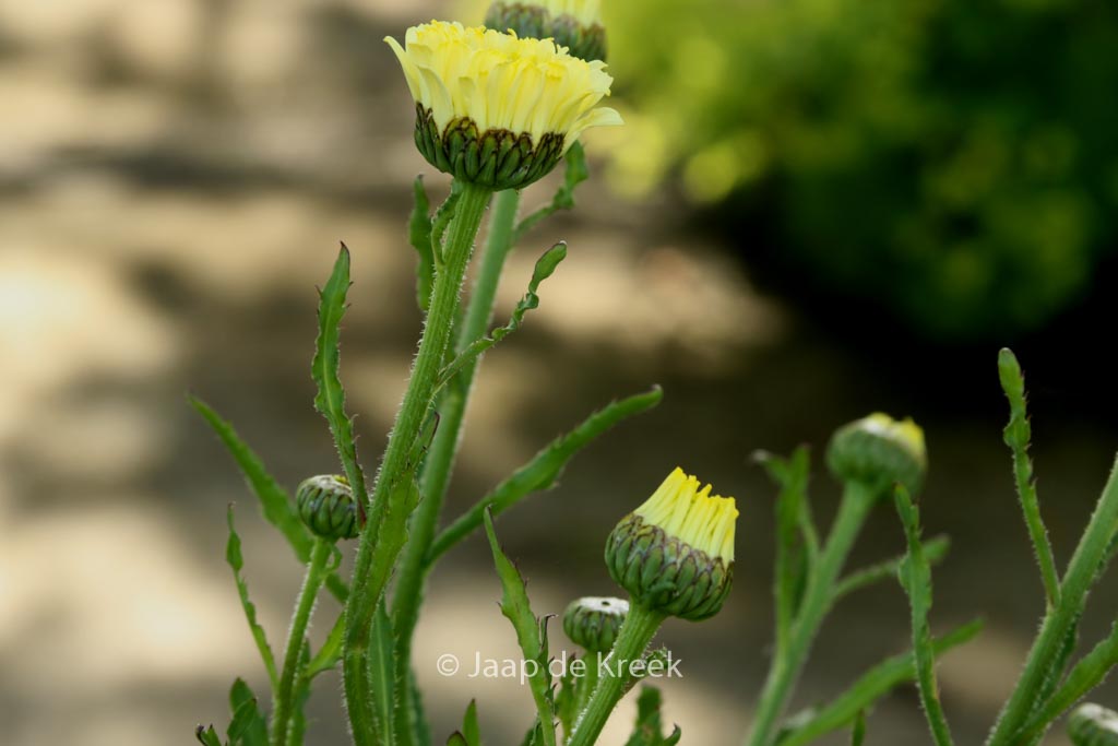 Leucanthemum ‚Real Dream‘