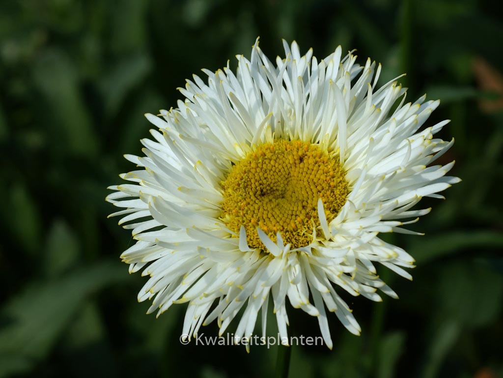 Leucanthemum ‚Real Galaxy‘