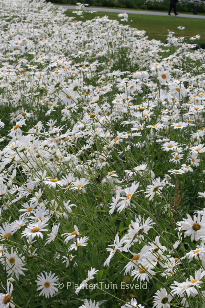 Leucanthemum ‚Silberprinzesschen‘