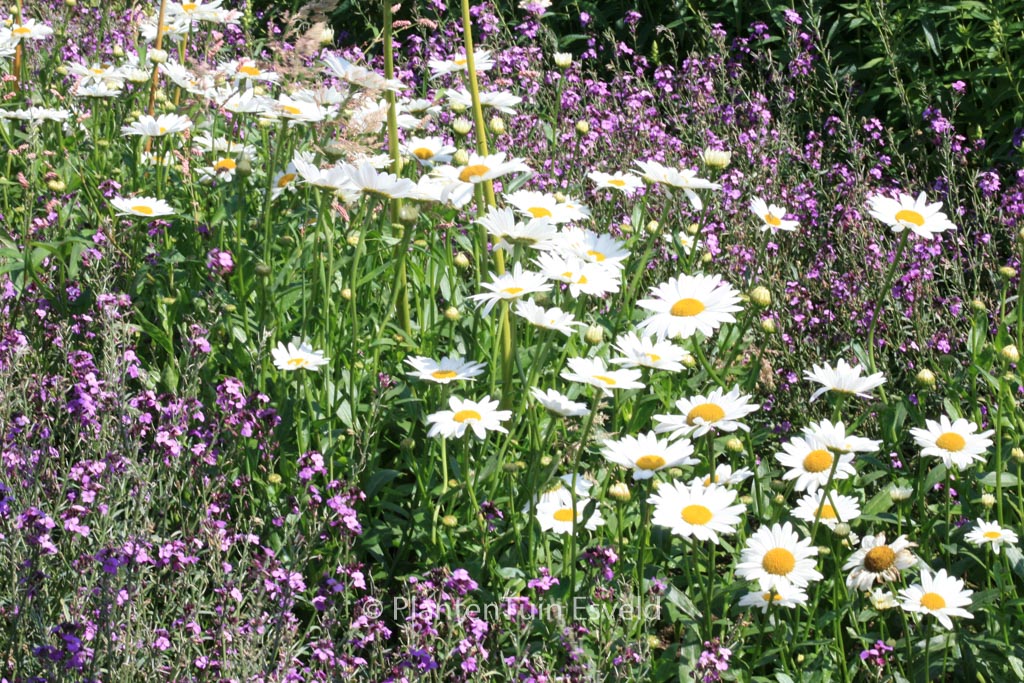 Leucanthemum ‚Stina‘