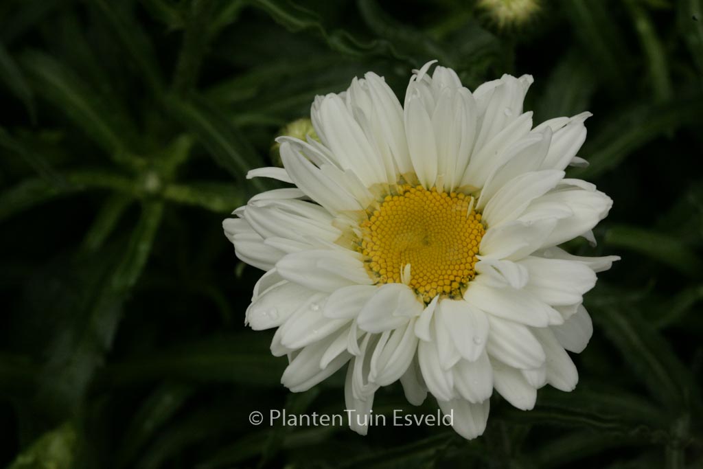 Leucanthemum ‚Victorian Secret‘