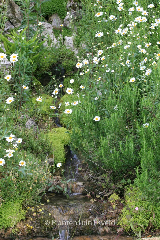 Leucanthemum vulgare ‚Maikoenigin‘