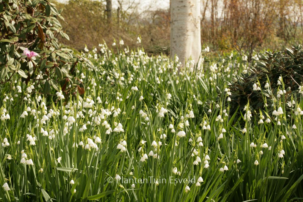 Leucojum aestivum ‚Gravetye Giant‘