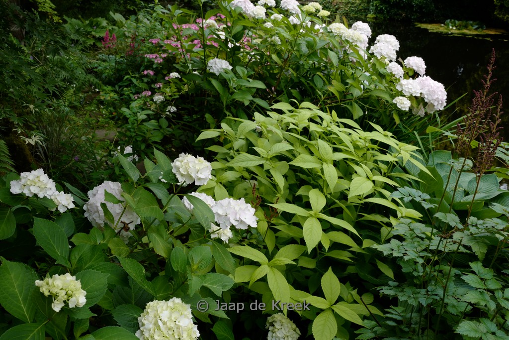 Leucosceptrum japonicum ‚Golden Angel‘