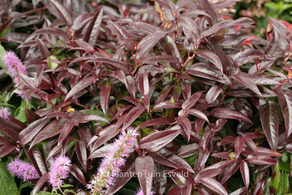 Leucothoe ‚Zebekot‘ (CARINELLA)