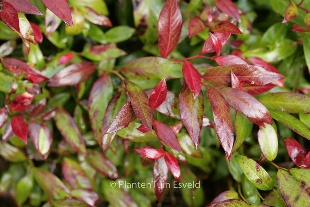 Leucothoe ‚Zeblid‘ (SCARLETTA)