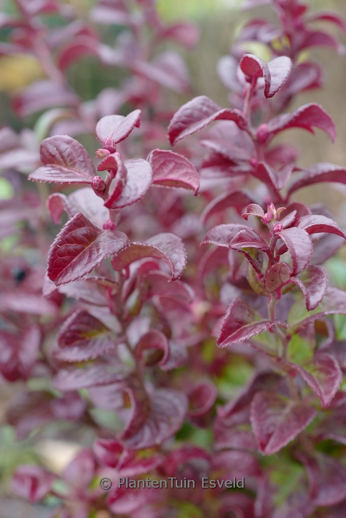 Leucothoe axillaris ‚Opstal20‘ (TWISTING RED)