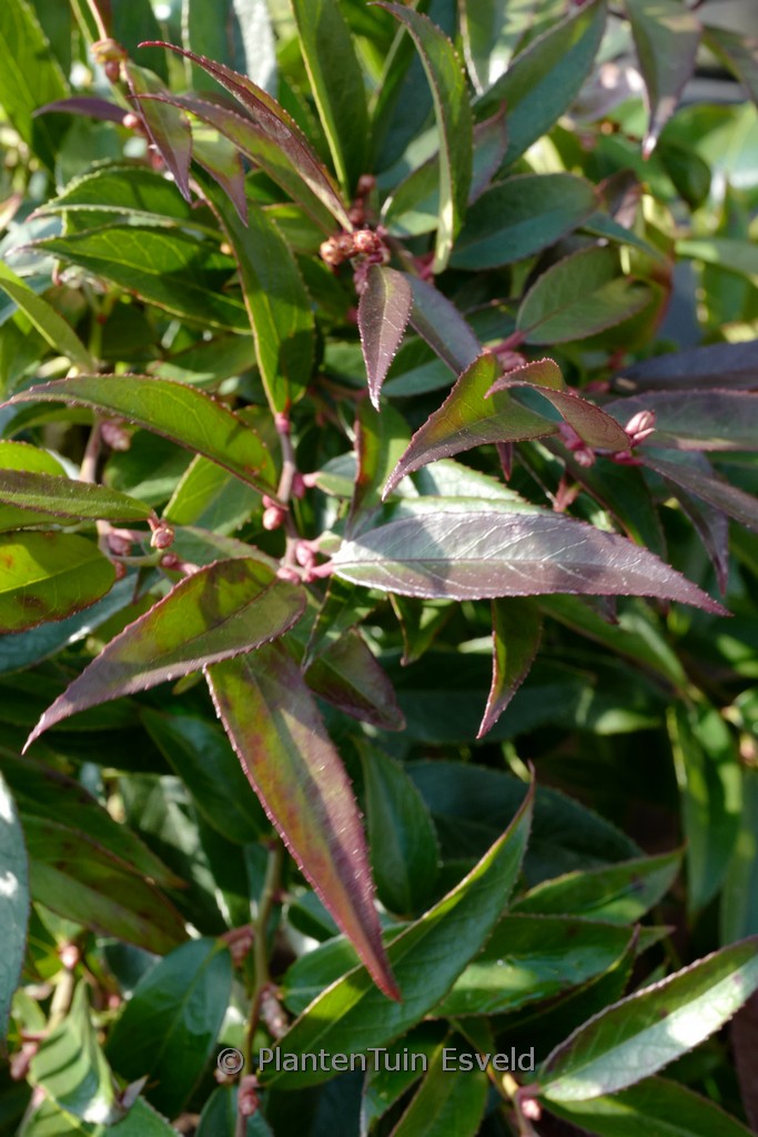 Leucothoe axillaris ‚ReJoyce‘
