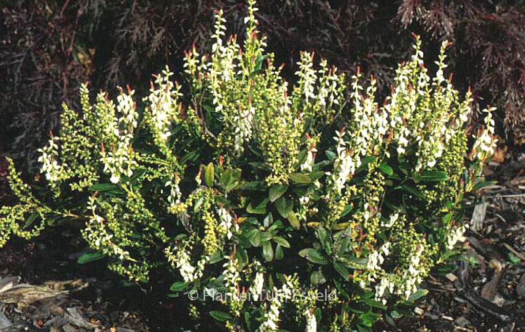Leucothoe davisiae