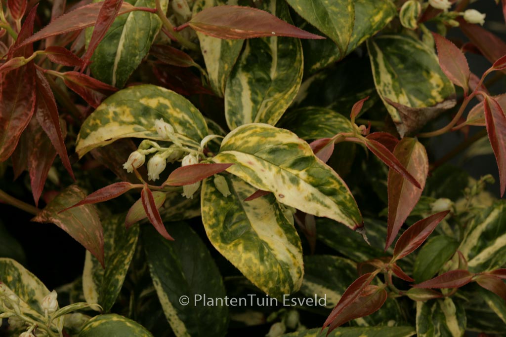 Leucothoe fontanesiana ‚Makijaz‘