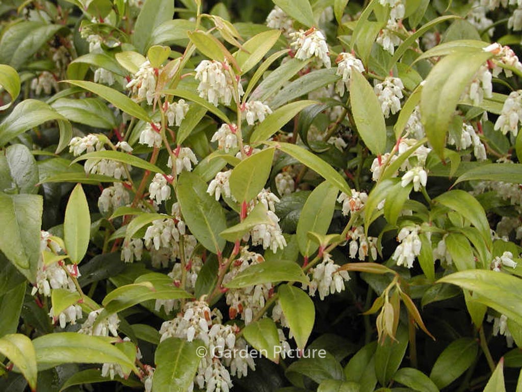 Leucothoe fontanesiana ‚Rollissonii‘