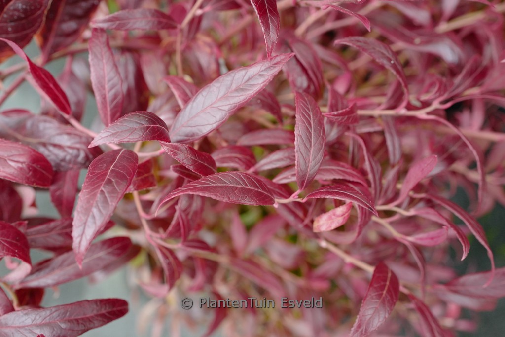 Leucothoe fontanesiana ‚Simsalabim‘