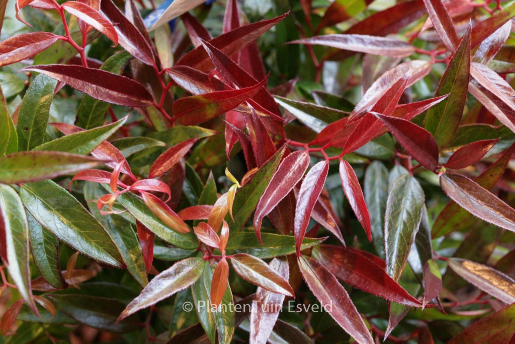 Leucothoe keiskei ‚Opstal50‘ (BURNING LOVE)