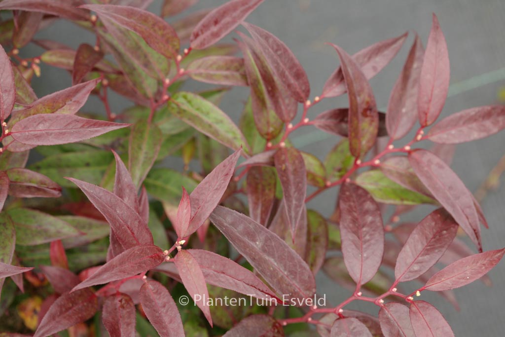 Leucothoe keiskei ‚Royal Ruby‘